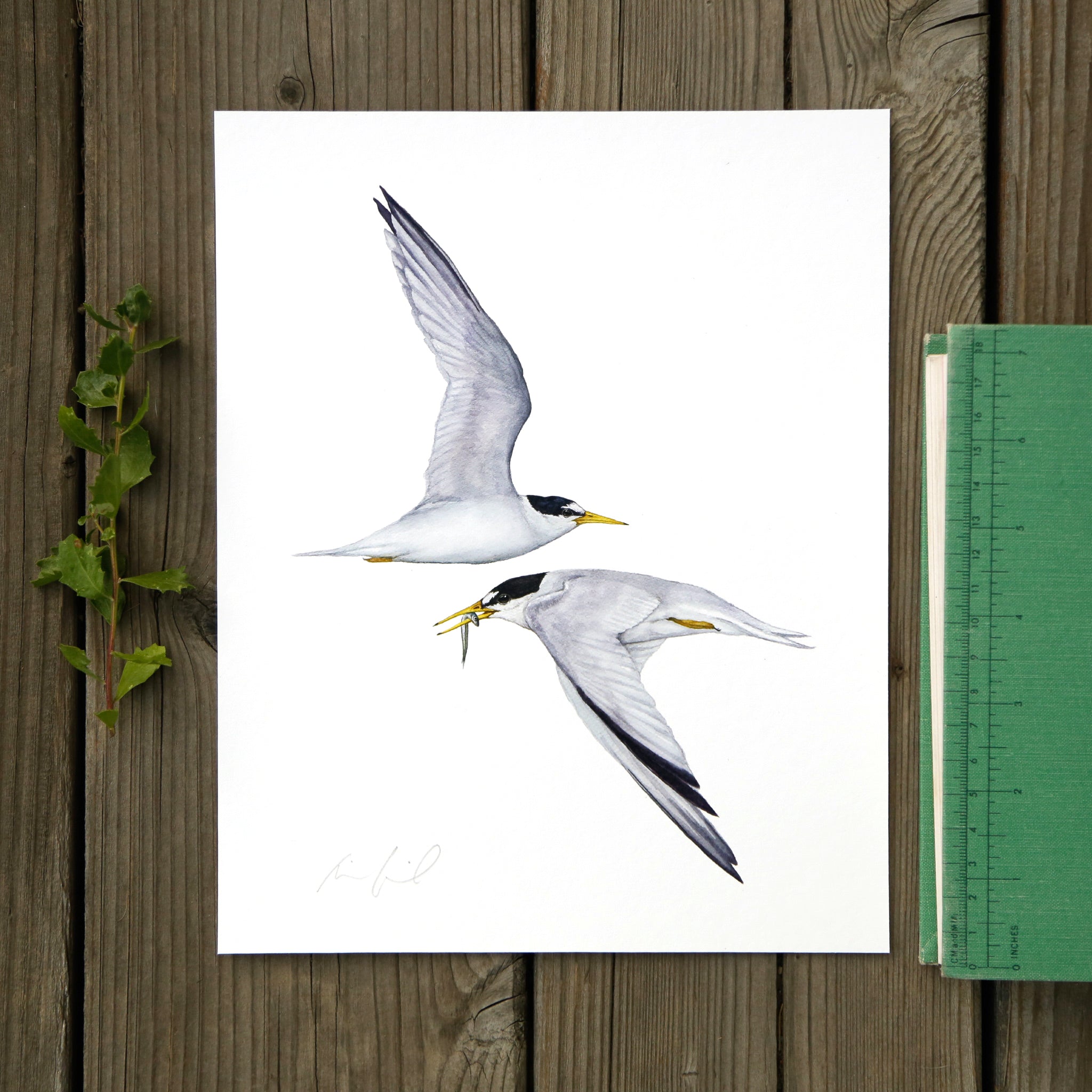CA Least Terns 8x10 Print - Native California Wildlife, Bird Print