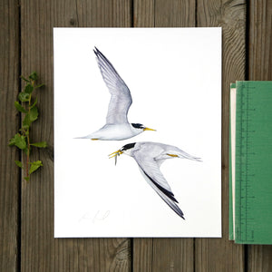 CA Least Terns 8x10 Print - Native California Wildlife, Bird Print, Birder gift