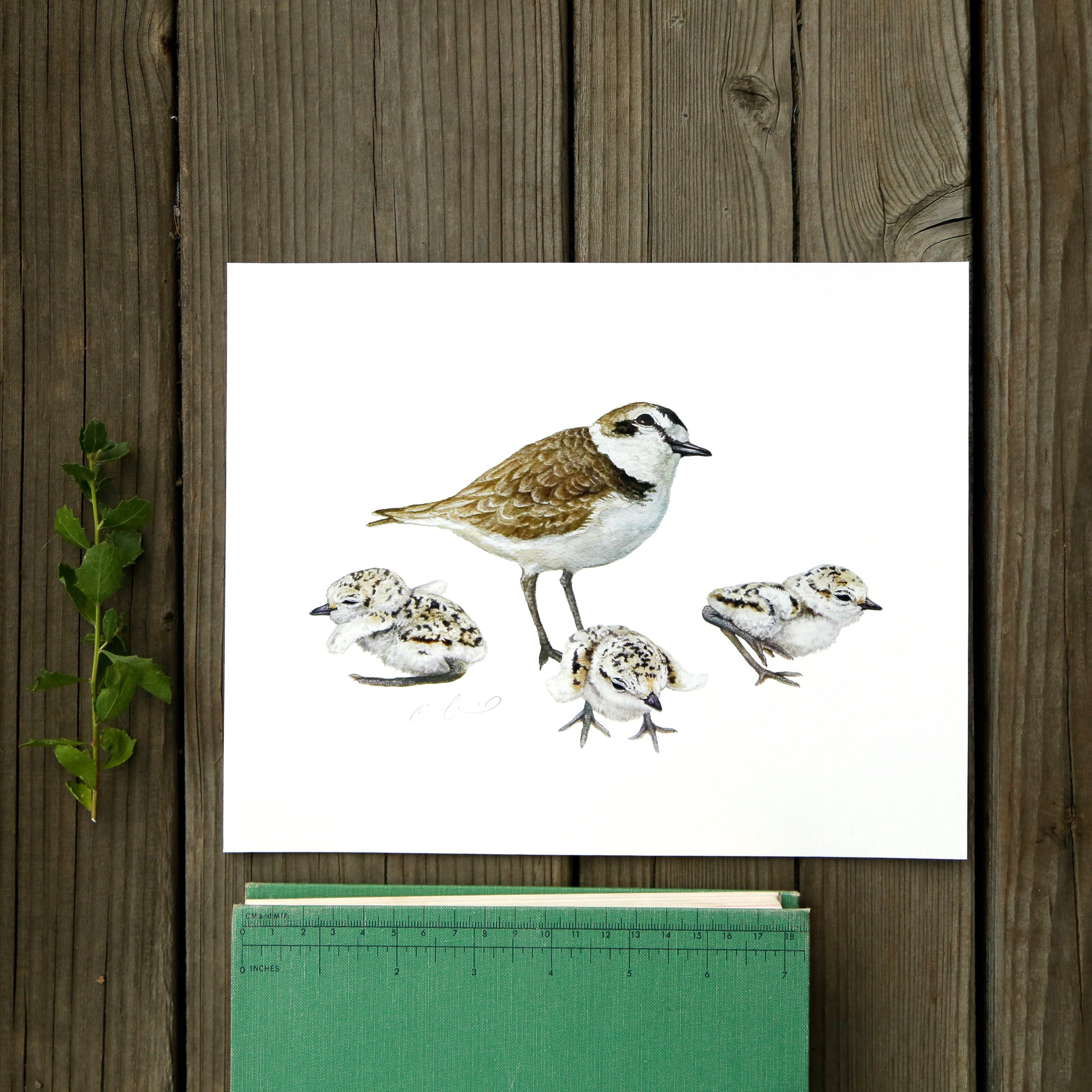 Snowy Plover Family 8x10 Print - Native California Wildlife, Bird Print