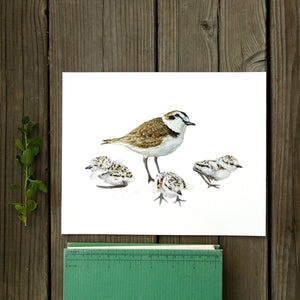 Snowy Plover Family 8x10 Print - Native California Wildlife, Bird Print, Birder gift