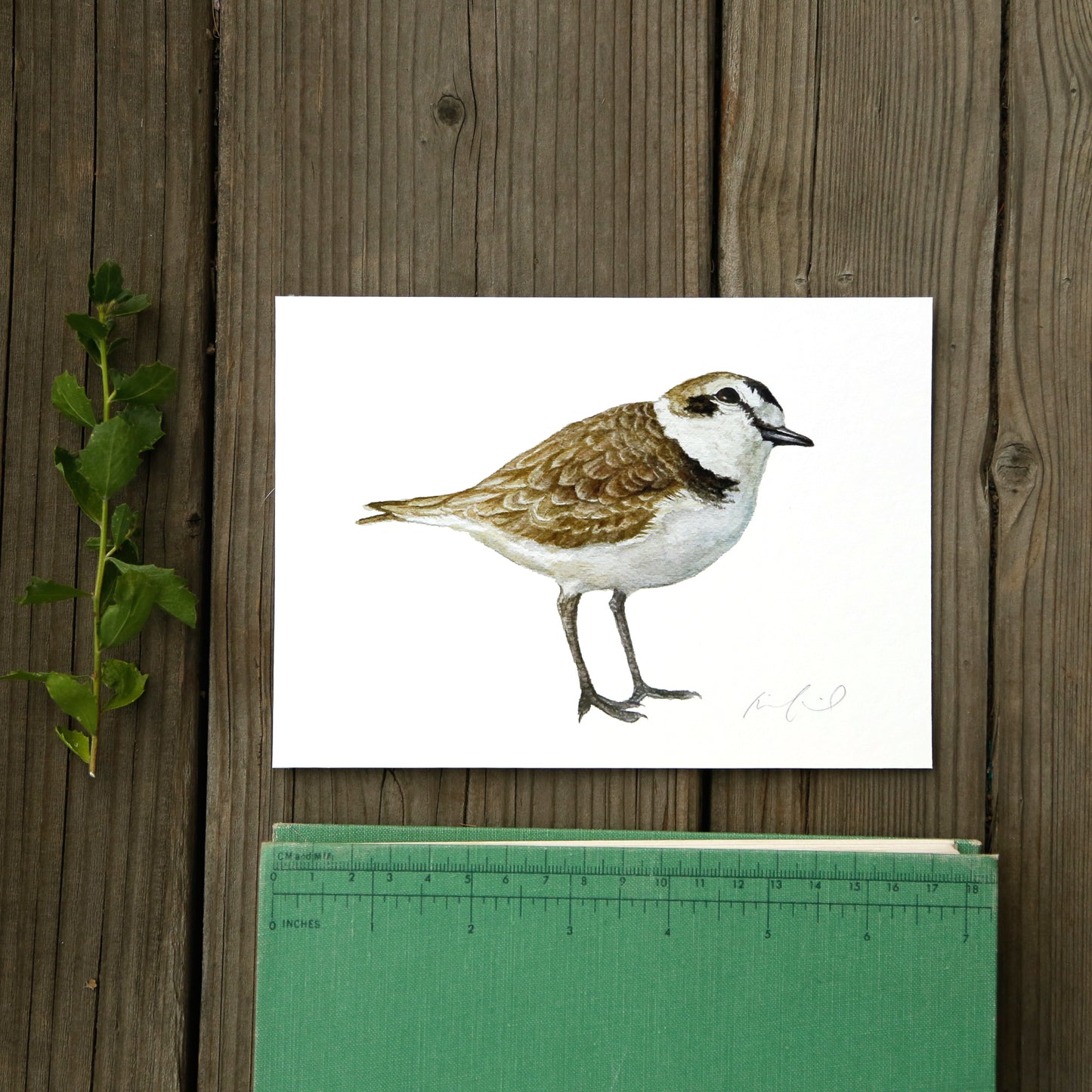 Snowy Plover 5x7 Print - Threatened Bird Art Print, Bird Print