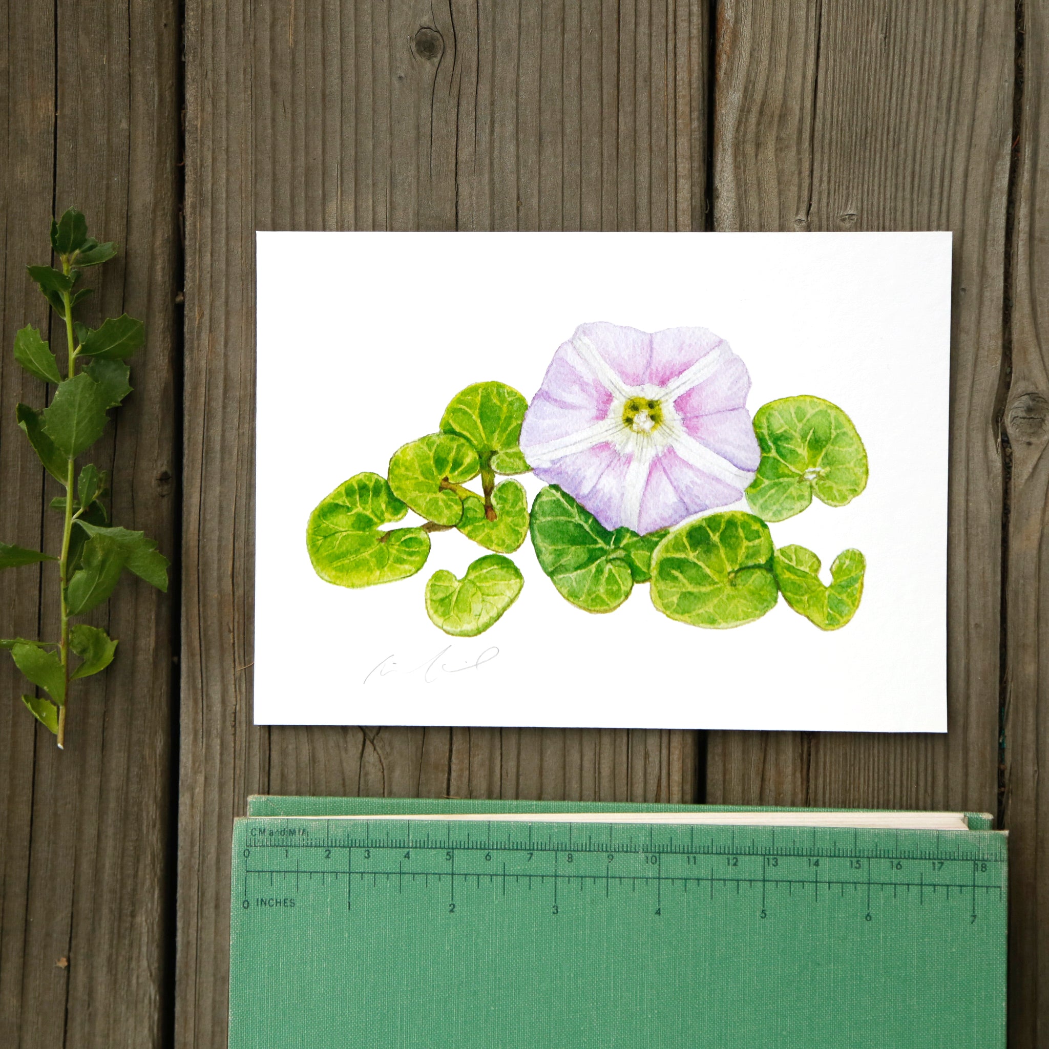 Beach Morninglory 5x7 Print - Native California Wildflower, Watercolor Print, Native Flora
