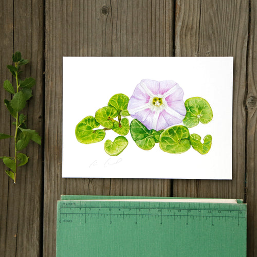 Load image 1 in gallery view. Beach Morninglory 5x7 Print - Native California Wildflower, Watercolor Print, Native Flora
