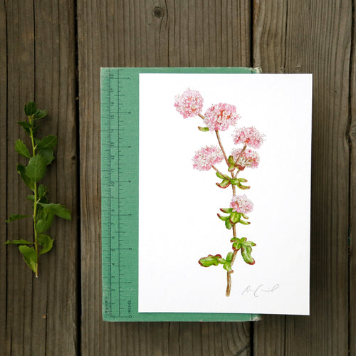 Load image 1 in gallery view. Dune Buckwheat 5x7 Print - Native California Wildflower, Watercolor Print, Native Flora
