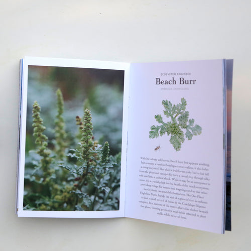 Load image 1 in gallery view. Coastal Sandy Shores Booklet