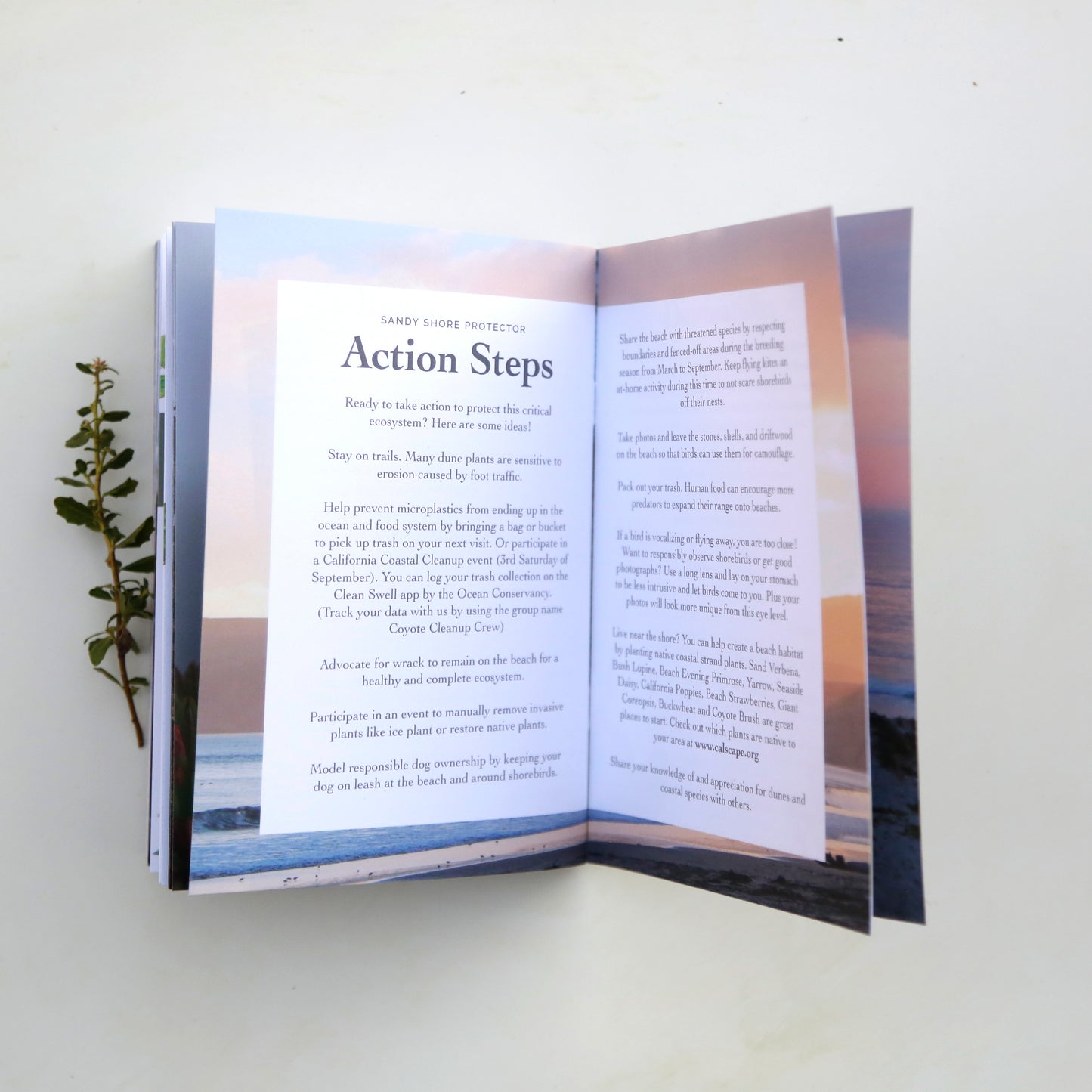 Coastal Sandy Shores Booklet