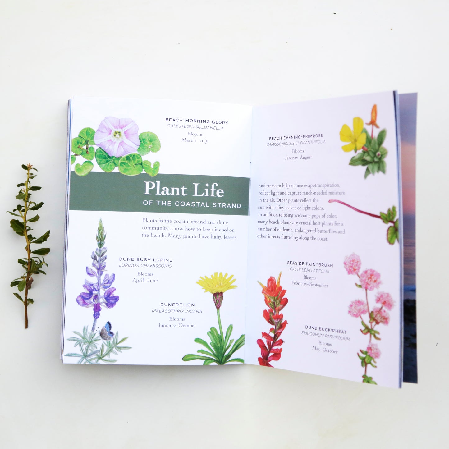 Coastal Sandy Shores Booklet