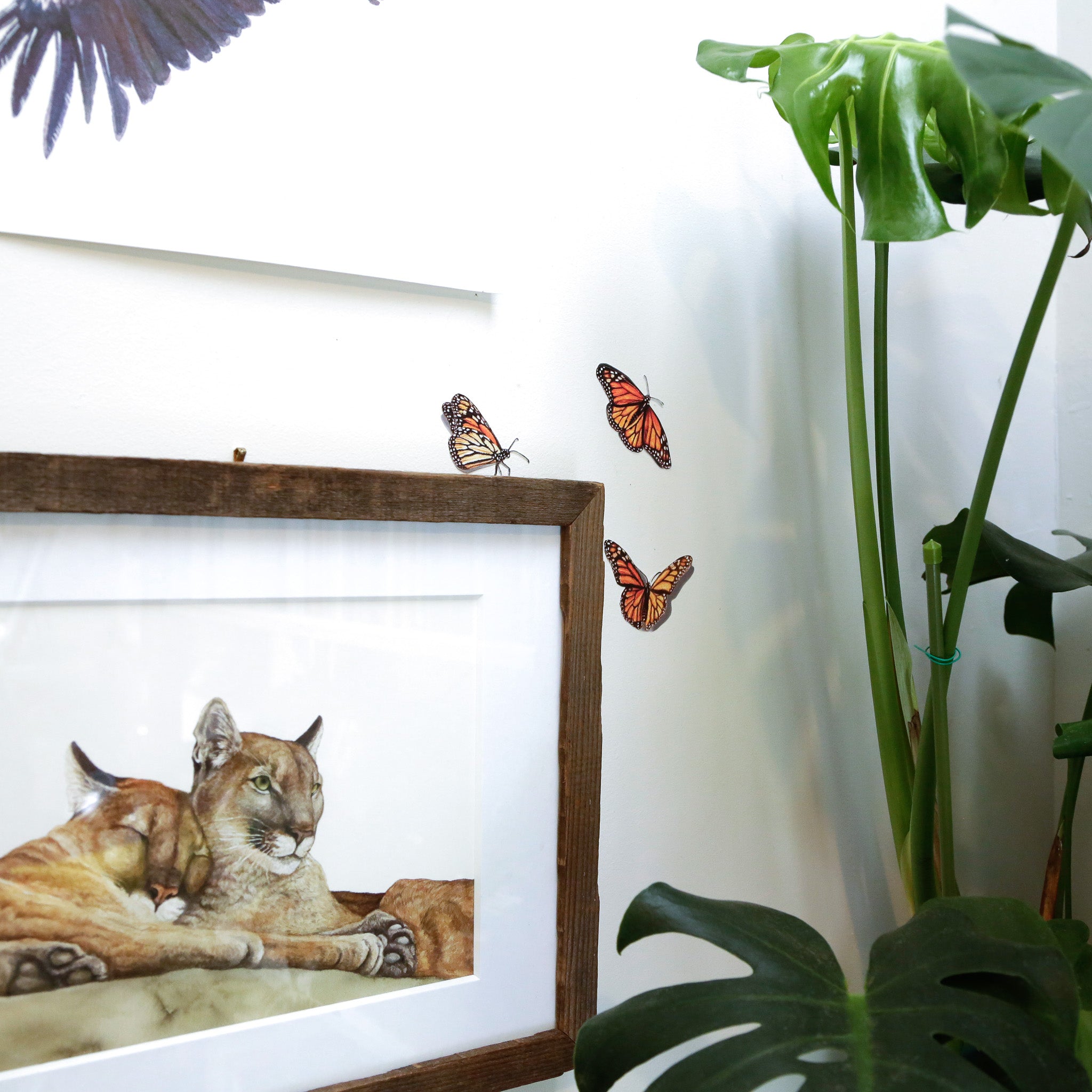 Zoomed out image to show scale of butterflies