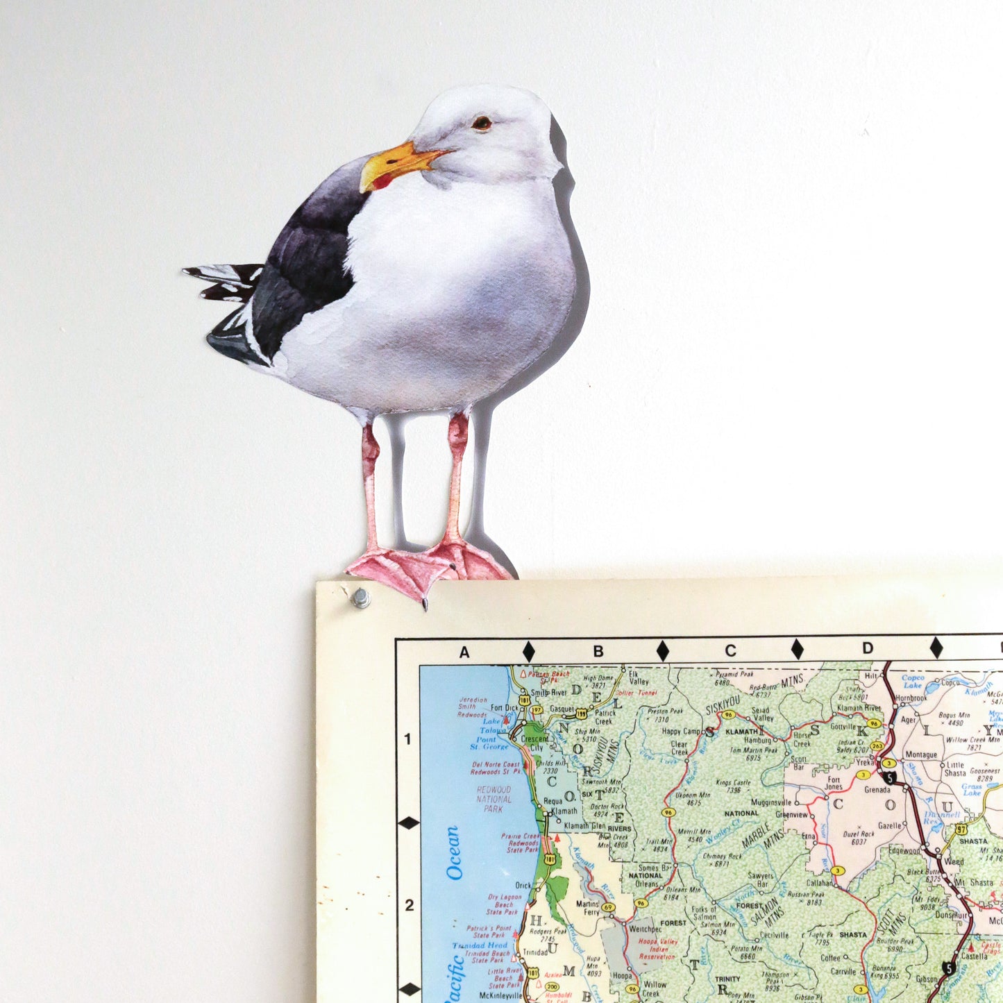 Realistic Western Gull against white wall standing on top of a map.