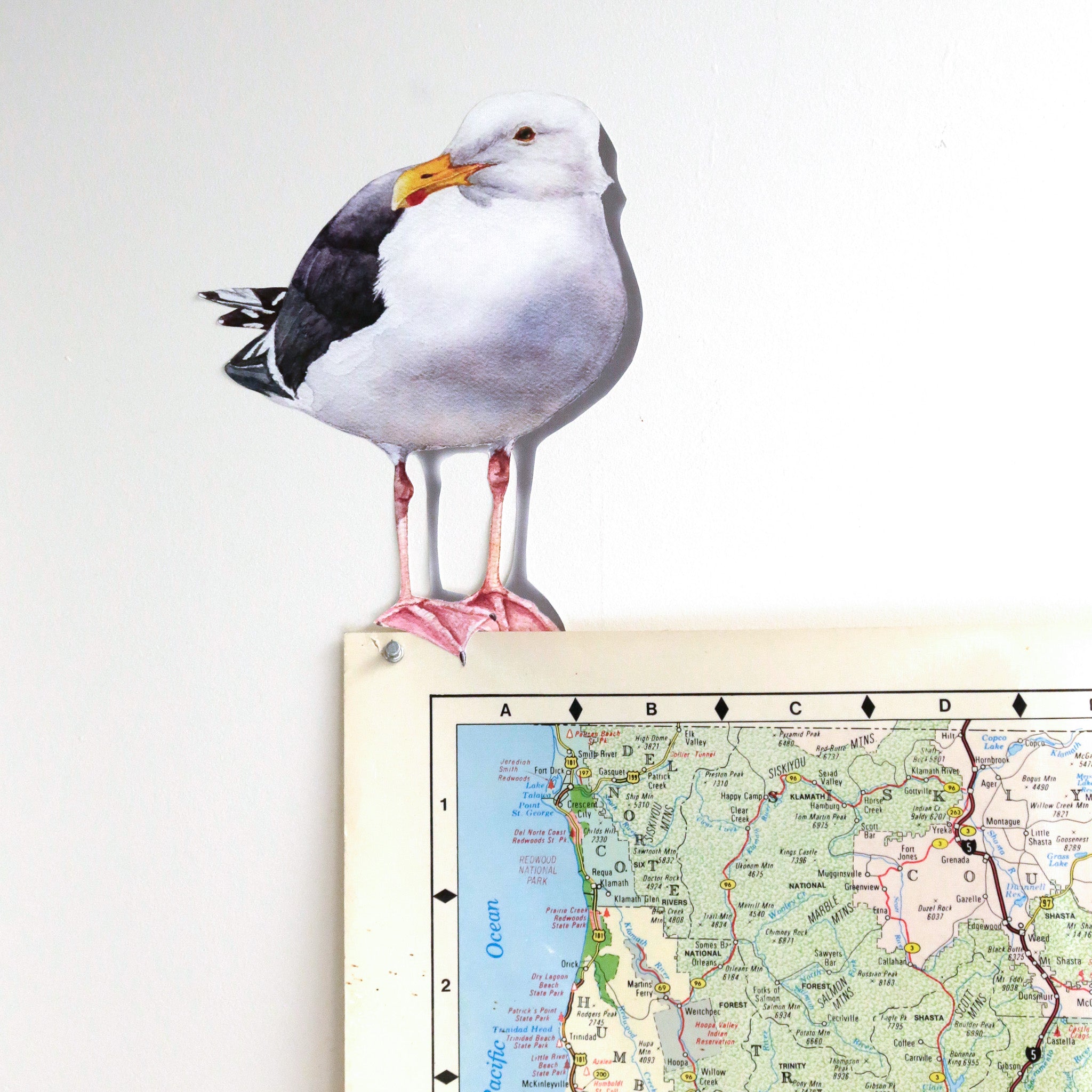 Realistic Western Gull against white wall standing on top of a map.