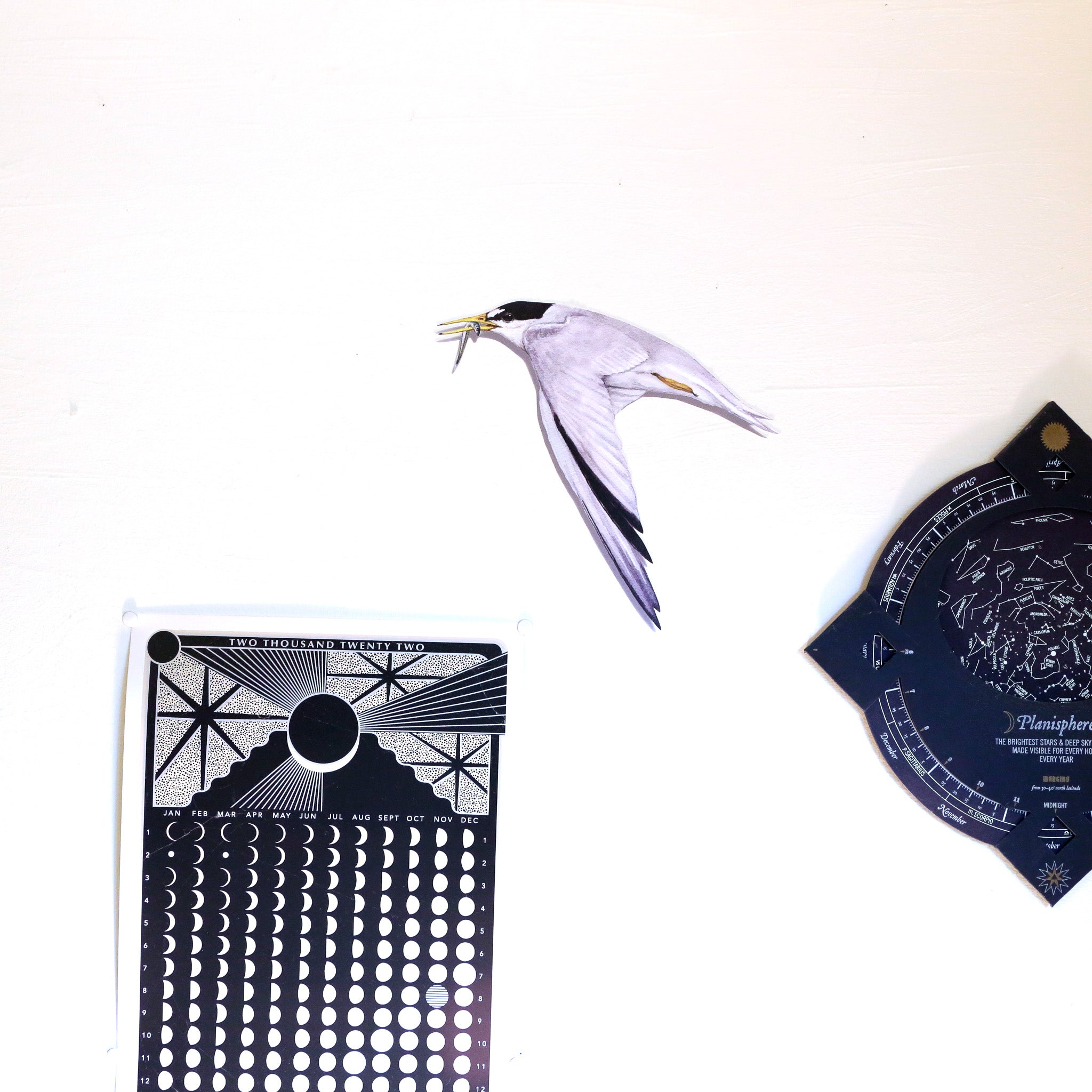 Realistic Least Tern in flight against a white wall next to other wall decor.