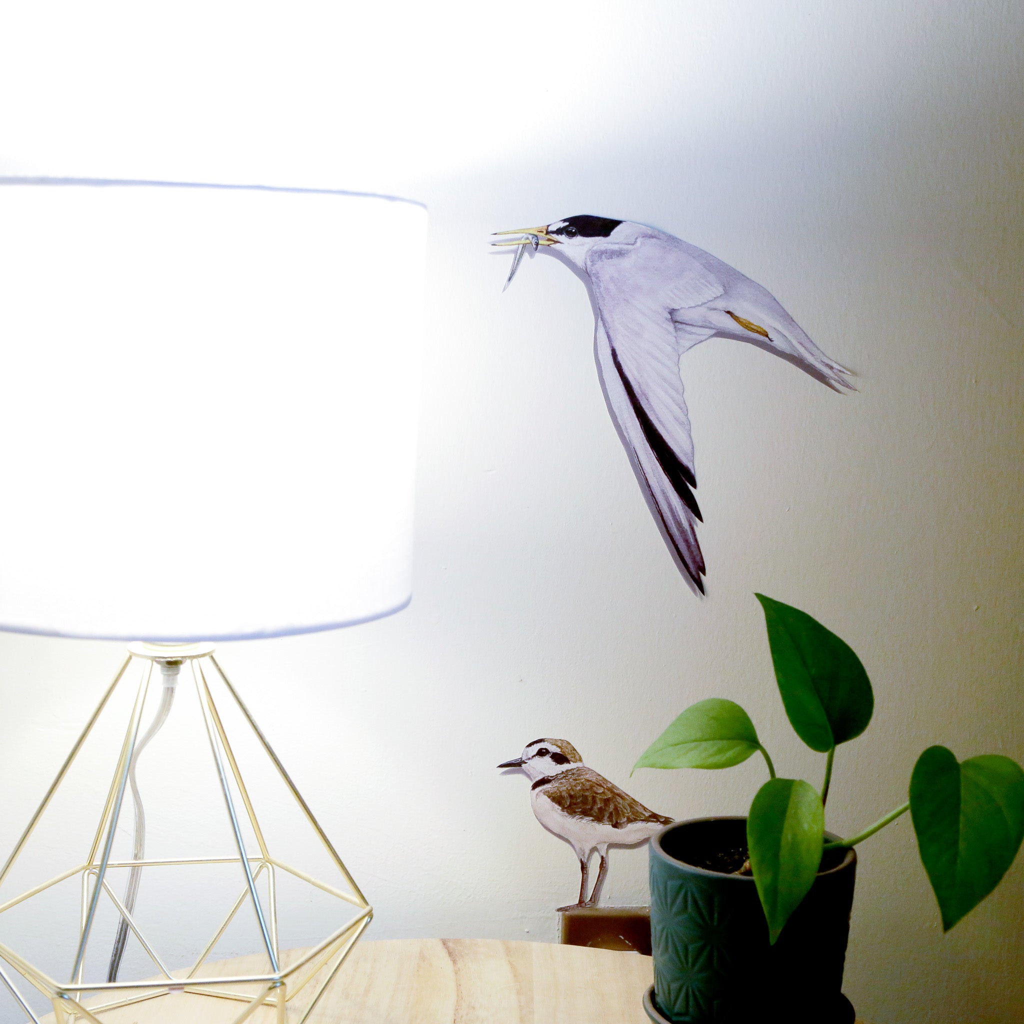 Least Tern in flight above Snowy Plover decal