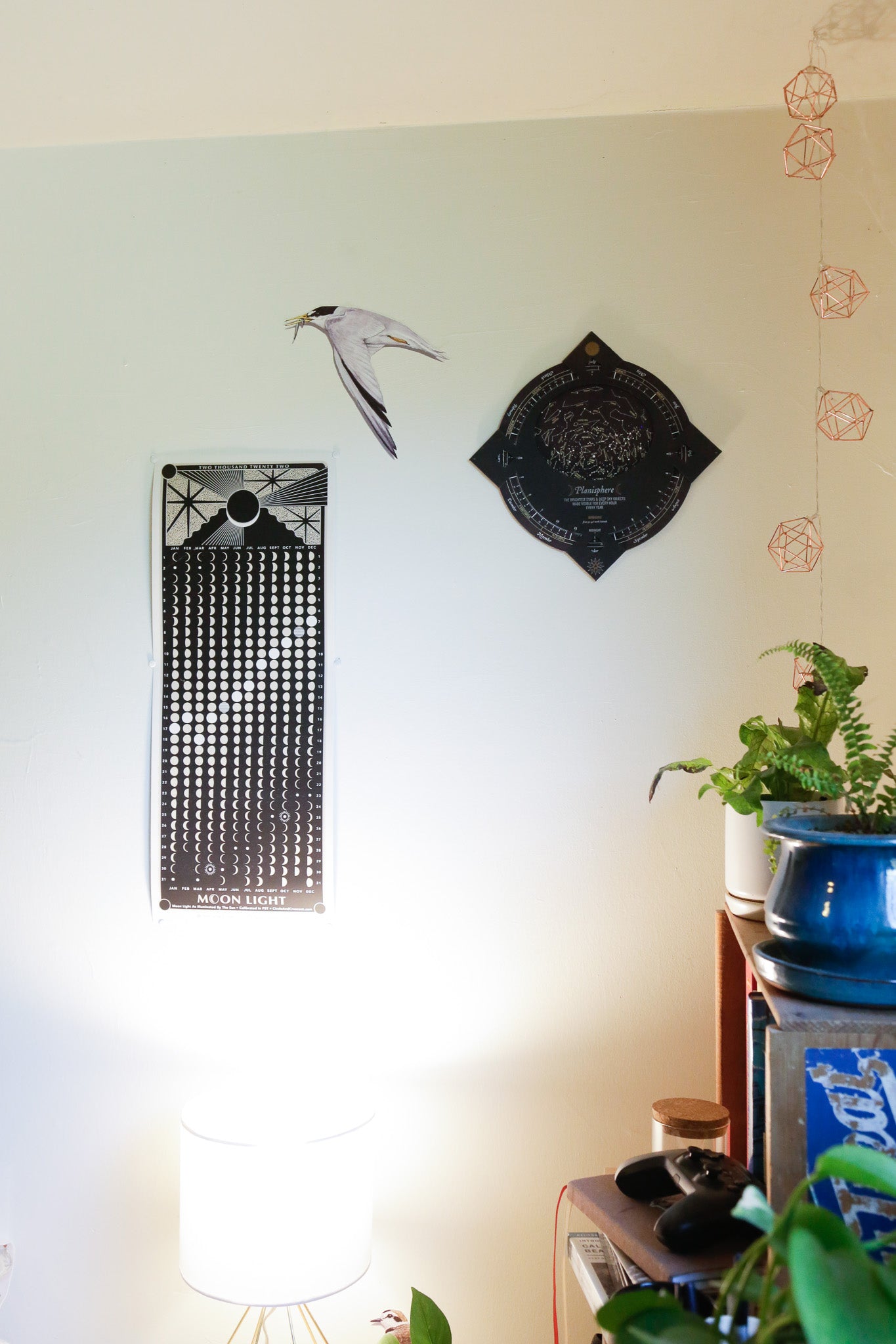 Zoomed out image of Least Tern showing its size in a room.