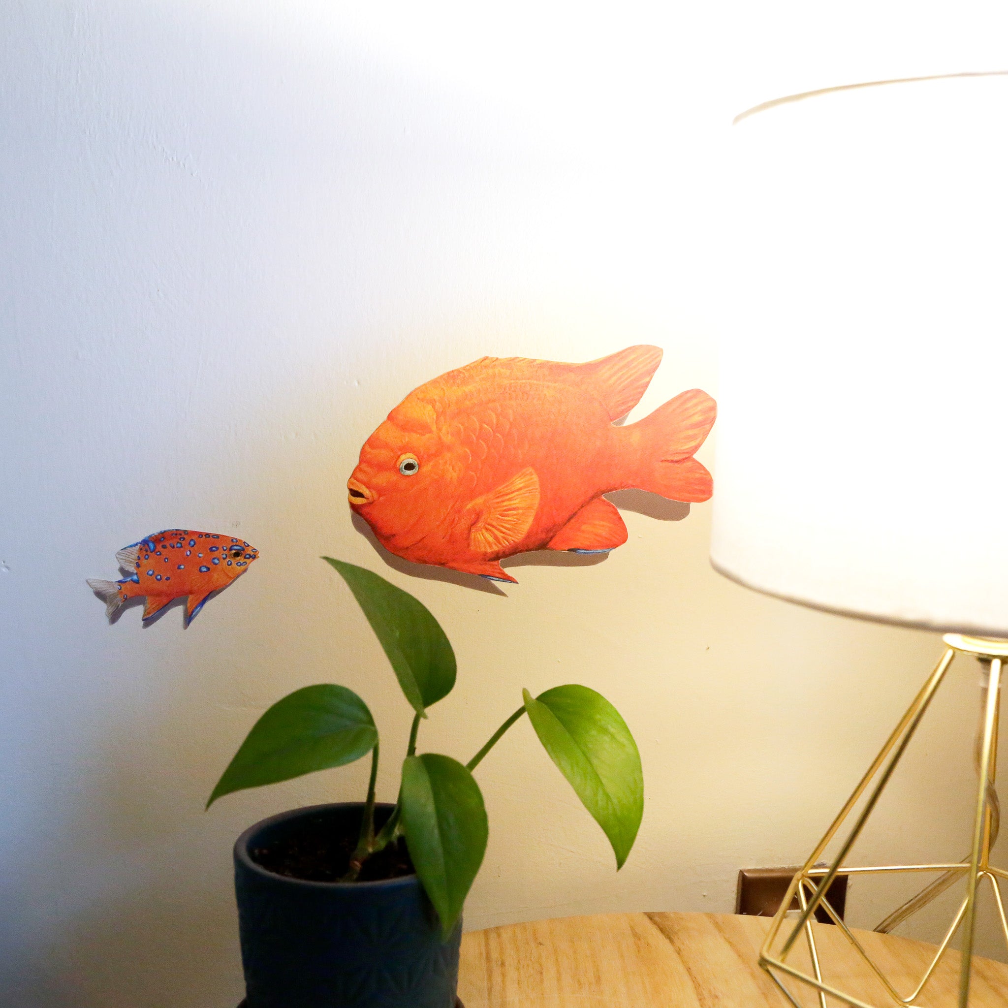 Realistic adult and juvenile Garibaldi against white wall looking at each other next to a lamp.
