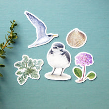 Sandy Shores Sticker Set, Five Vinyl Stickers: California Least Tern, Snowy Plover, Purple Sand Verbena, Beach Burr, Basket Cockle Shell