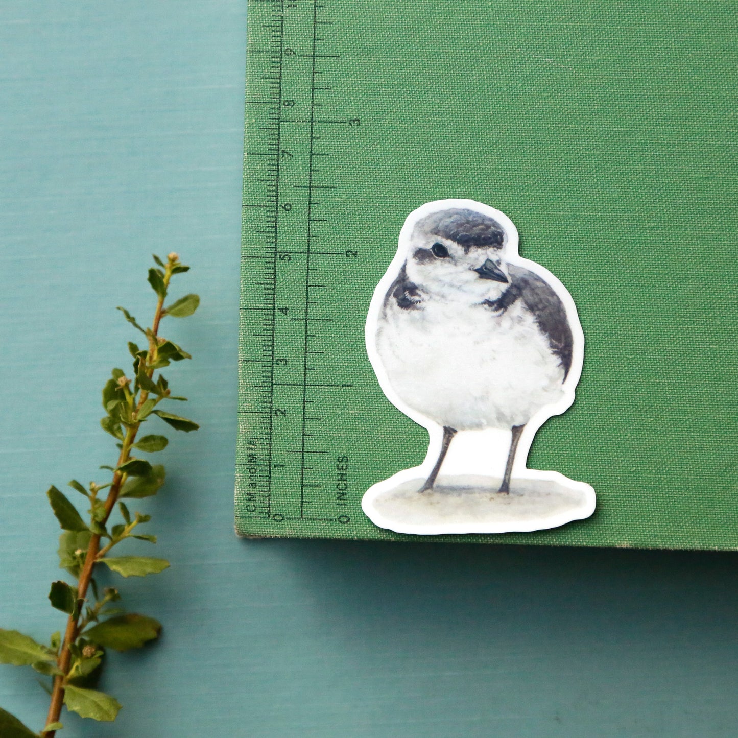 Sandy Shores Vinyl Stickers: CA Least Tern, Snowy Plover, Purple Sand Verbena, Beach Burr, Basket Cockle Shell