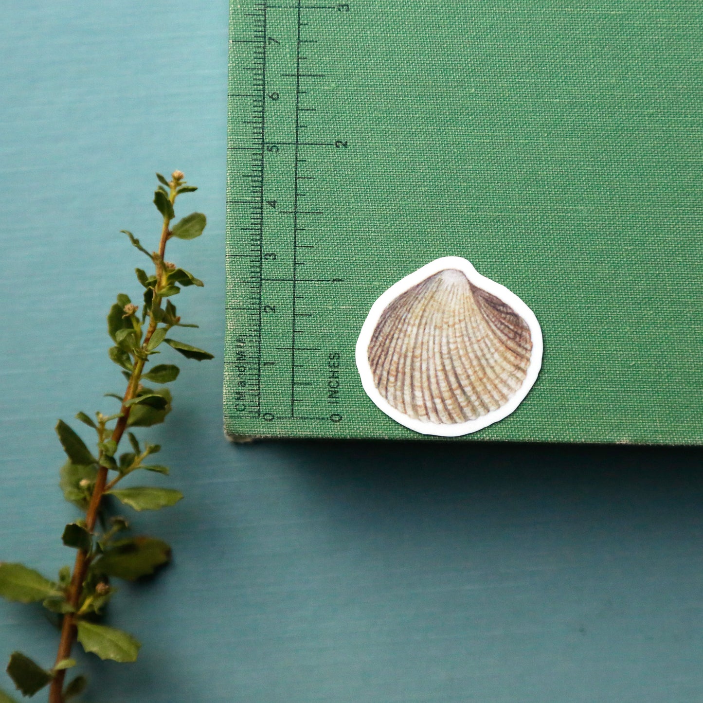 Sandy Shores Vinyl Stickers: CA Least Tern, Snowy Plover, Purple Sand Verbena, Beach Burr, Basket Cockle Shell