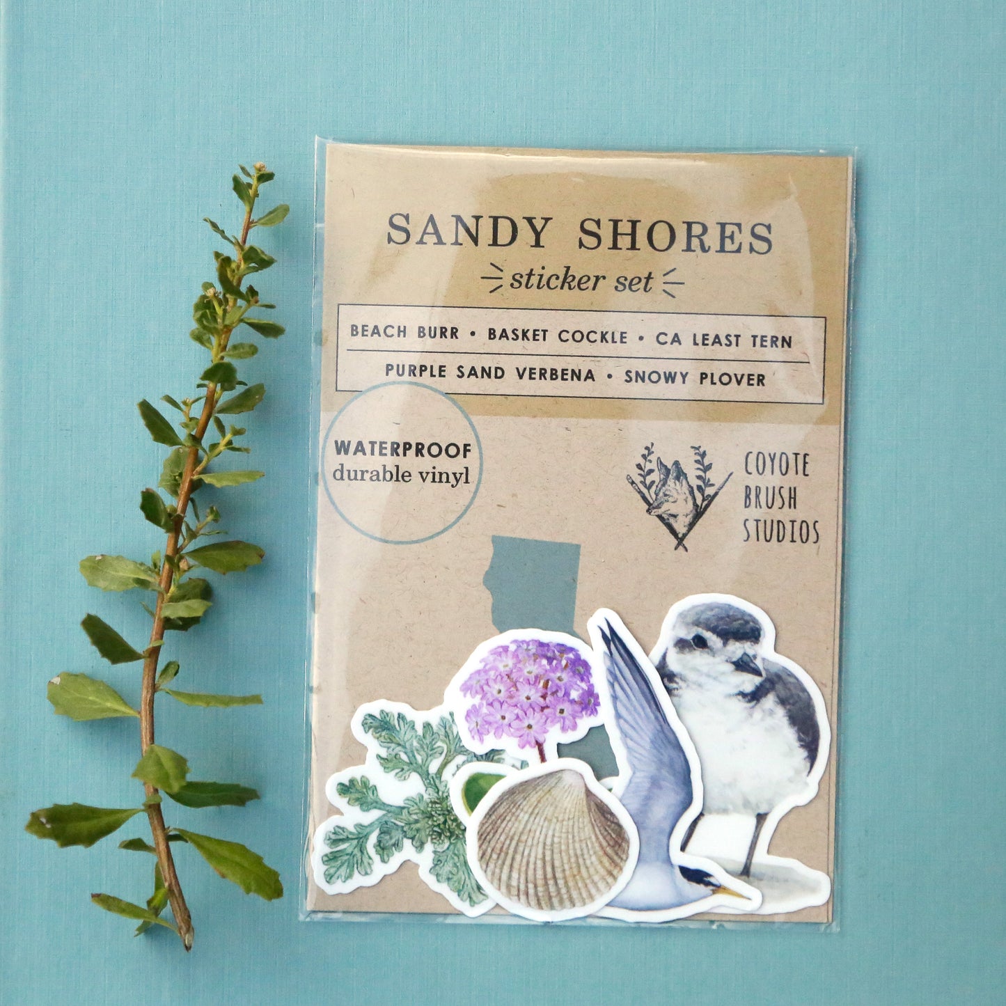 Sandy Shores Vinyl Stickers: CA Least Tern, Snowy Plover, Purple Sand Verbena, Beach Burr, Basket Cockle Shell