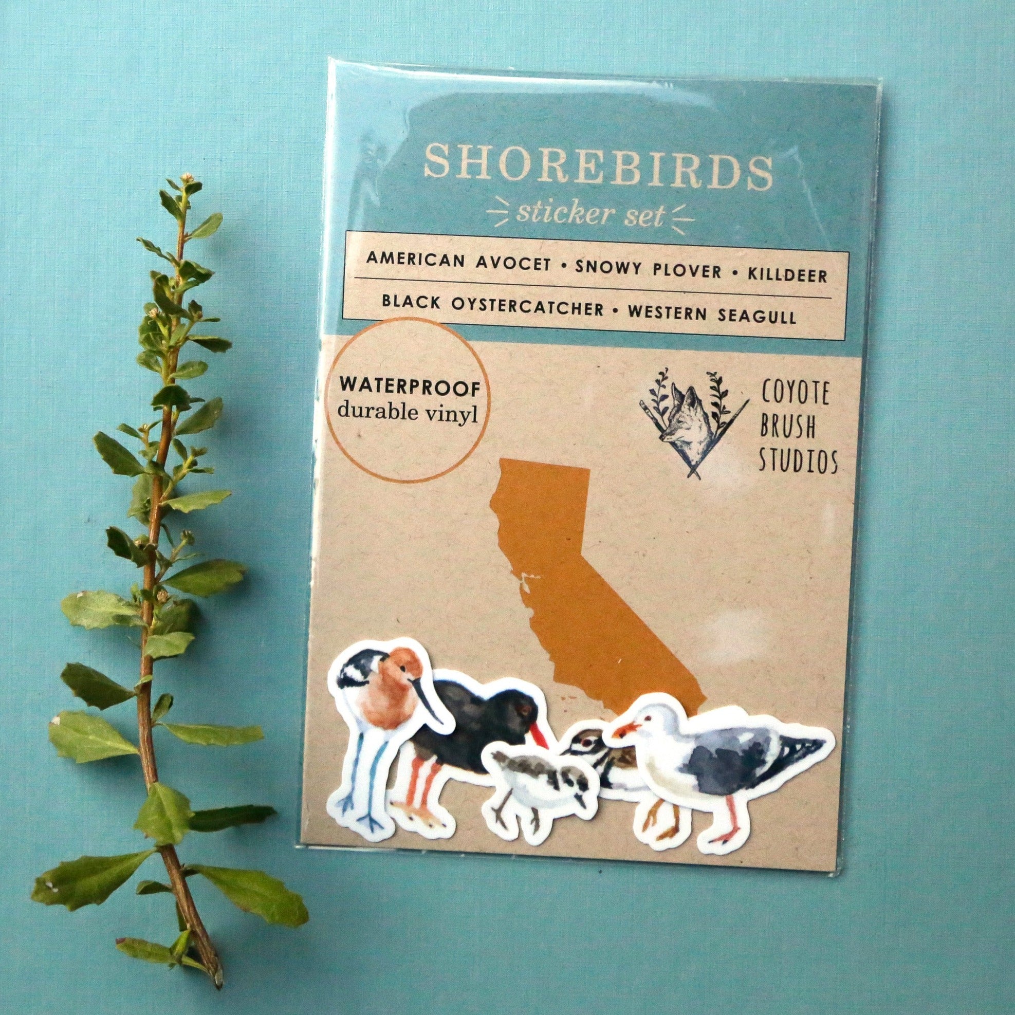 Shorebirds of California Vinyl Stickers: Oystercatcher, Snowy Plover, Killdeer, Seagull, Avocet