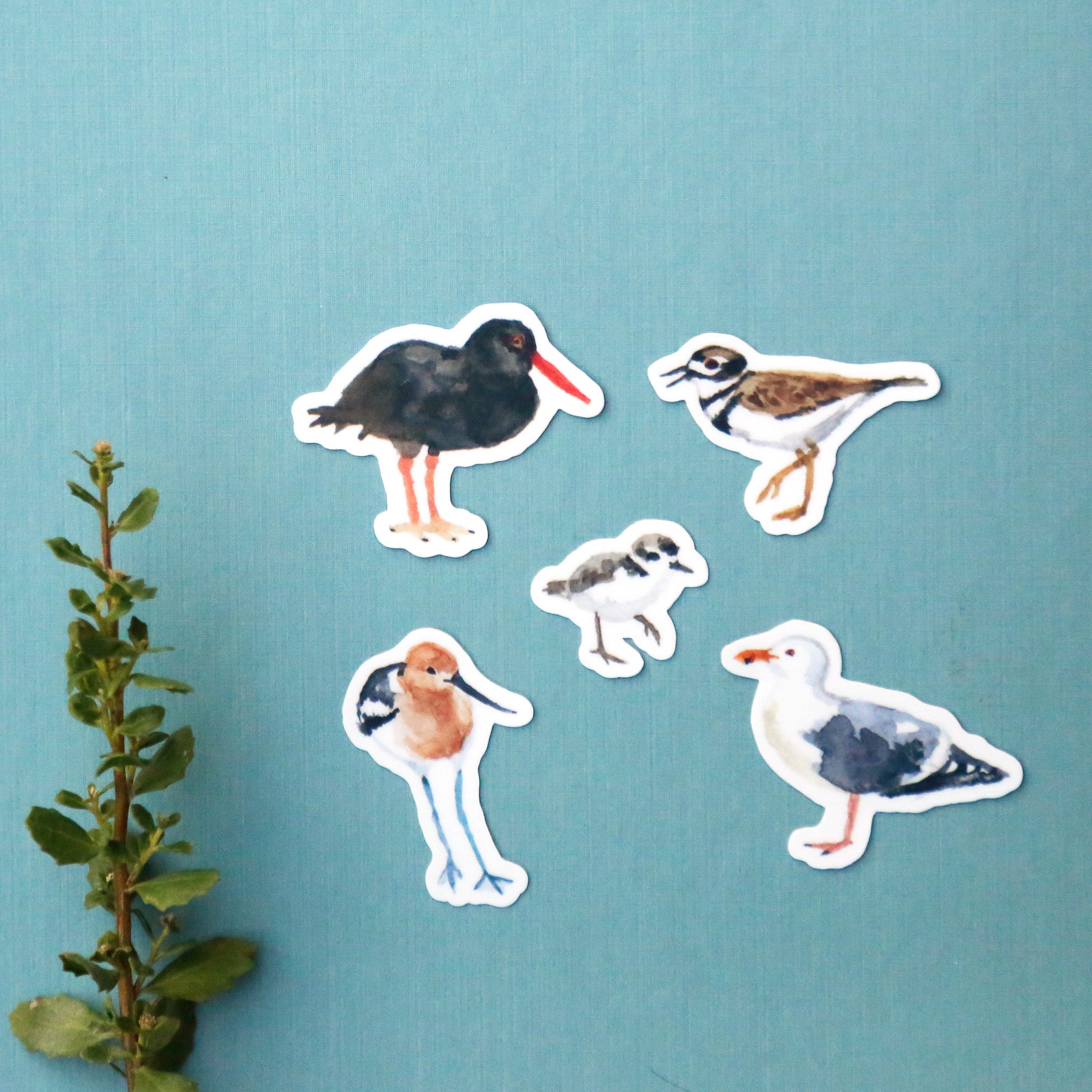 Shorebirds of California Vinyl Stickers: Oystercatcher, Snowy Plover, Killdeer, Seagull, Avocet