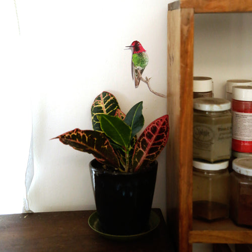 Load image 1 in gallery view. Zoomed out image showing hummingbird above small potted plant.