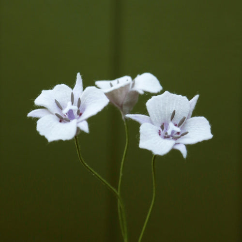 Load image 1 in gallery view. Oakland Star Tulip - Calochortus umbellatus - fiber sculpture, felt flower
