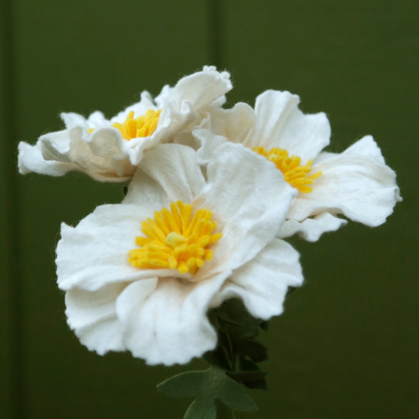Matilija poppy - Romneya coulteri  - fiber sculpture, felt flower