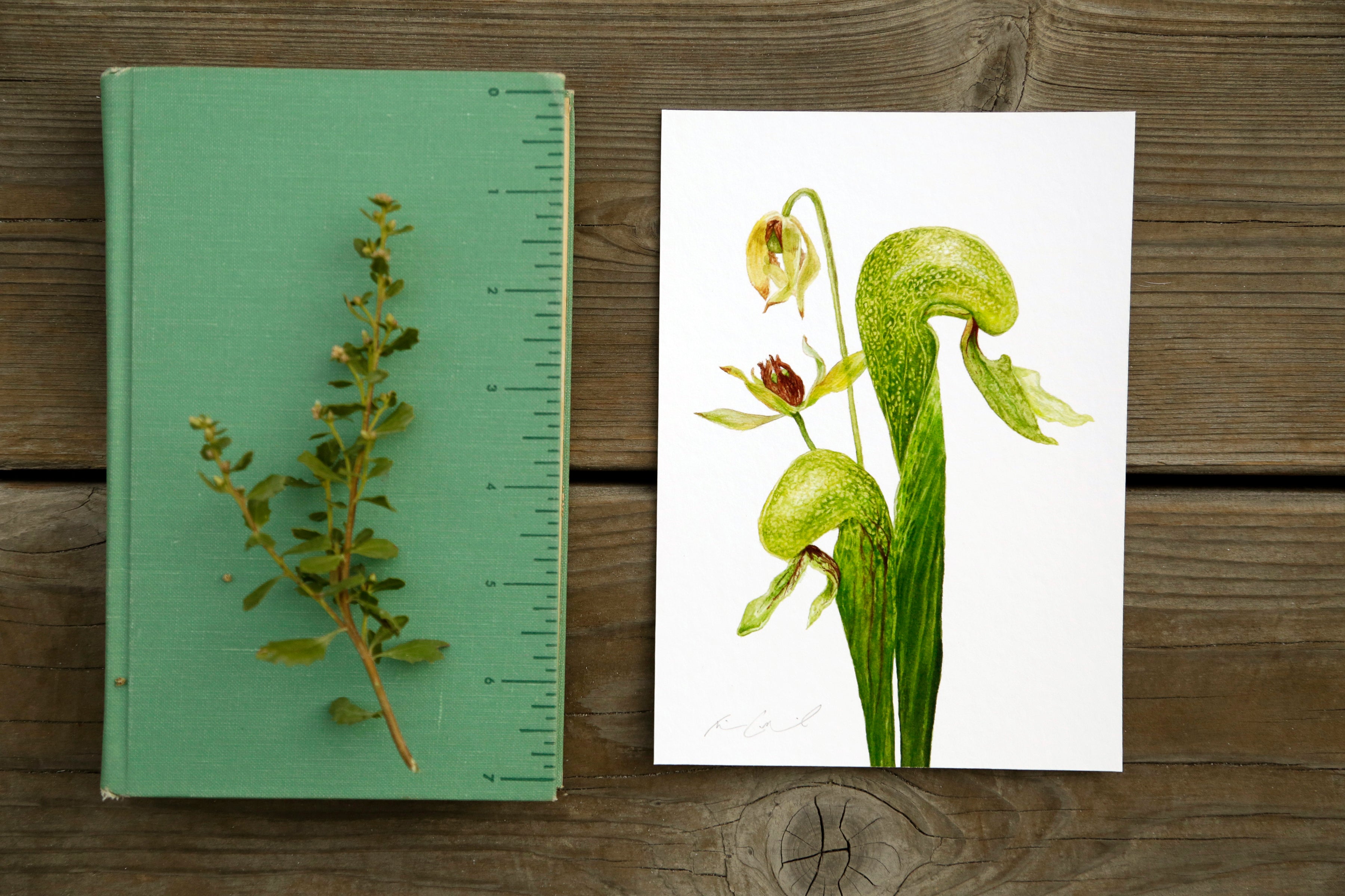 Cobra Lily 5x7 Print - Native California Carnivorous Plant Print, Darlingtonia californica