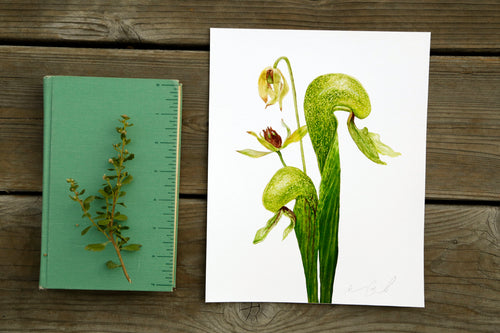 Load image 1 in gallery view. Cobra Lily 8x10 Print - Native California Carnivorous Plant Print, Darlingtonia californica