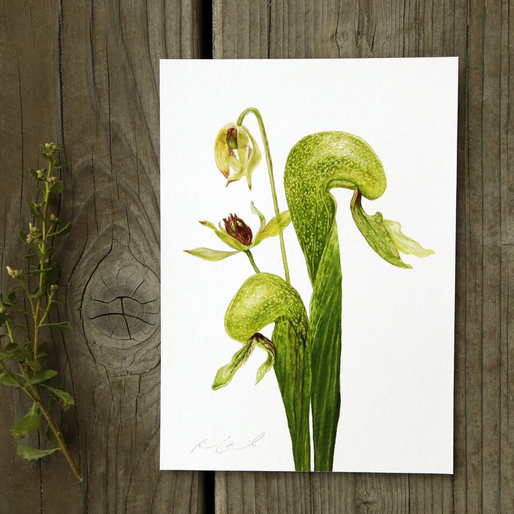 Cobra Lily 5x7 Print - Native California Flora, Darlingtonia californica, Watercolor Print, Carnivorous Plant, Sierras