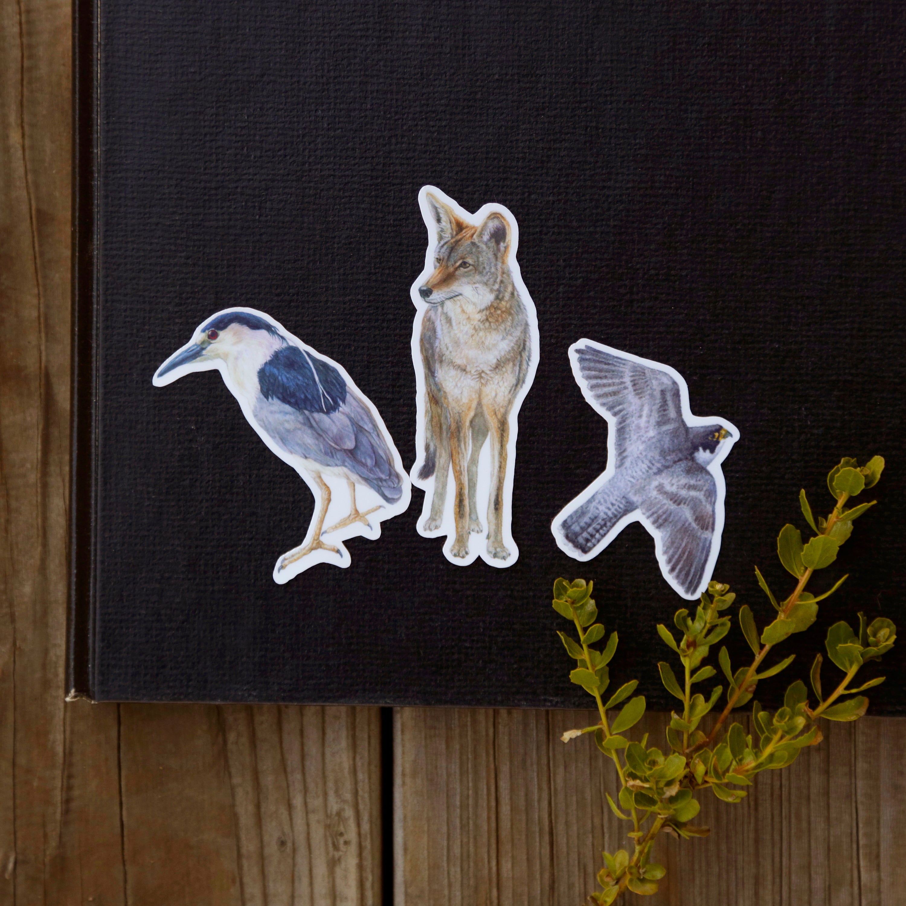 Urban Encounters Vinyl Stickers, Coyote, Black-Crowned Night Heron, Peregrine Falcon