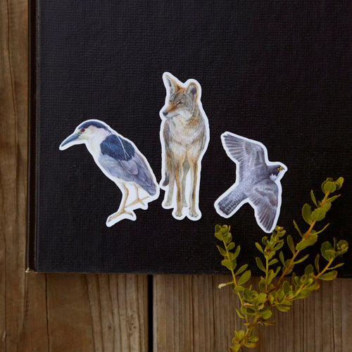 Load image 1 in gallery view. Urban Encounters Vinyl Stickers, Coyote, Black-Crowned Night Heron, Peregrine Falcon