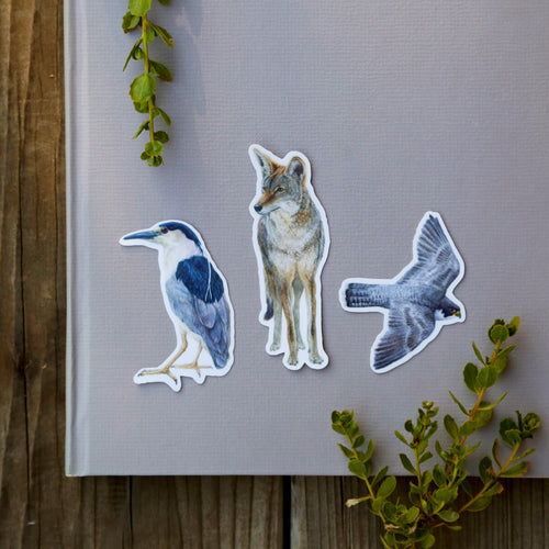 Load image 1 in gallery view. Urban Encounters Vinyl Stickers, Coyote, Black-Crowned Night Heron, Peregrine Falcon