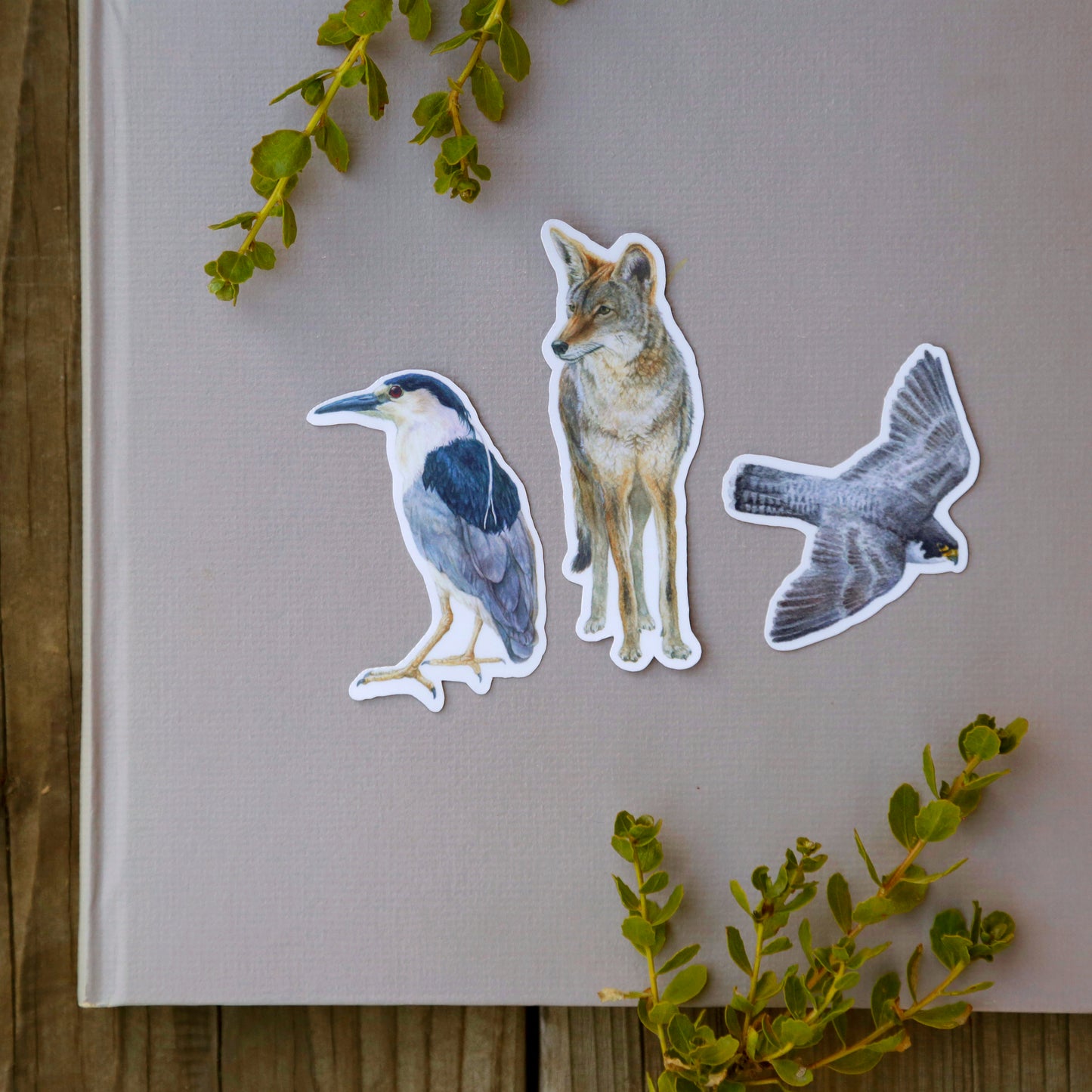 Urban Encounters Vinyl Stickers, Coyote, Black-Crowned Night Heron, Peregrine Falcon