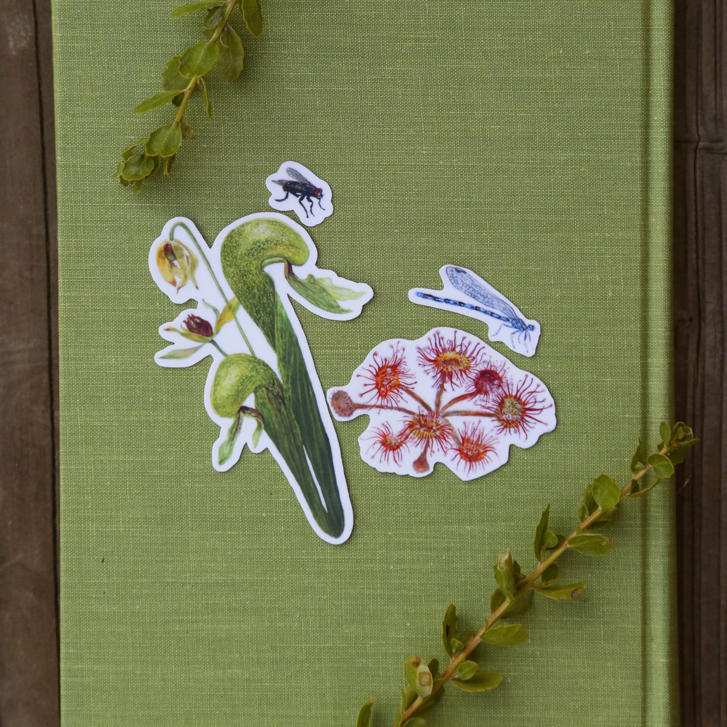 Carnivorous Plants of California Vinyl Stickers: Darlingtonia, sundew, insects