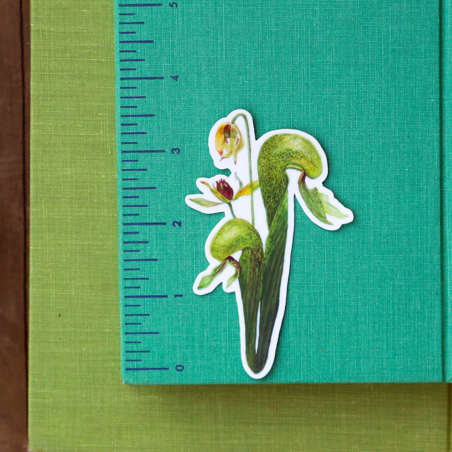 Carnivorous Plants of California Vinyl Stickers: Darlingtonia, sundew, insects