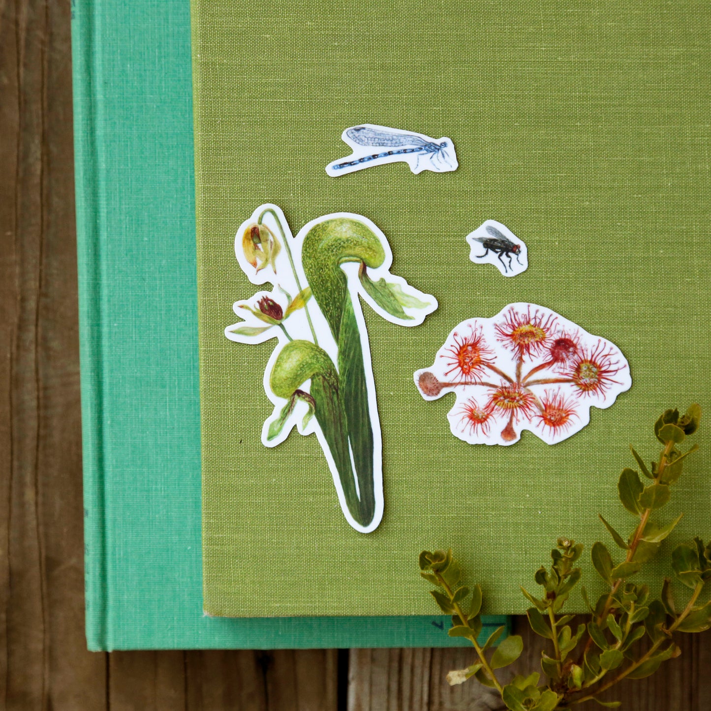 Carnivorous Plants of California Vinyl Stickers: Darlingtonia, sundew, insects
