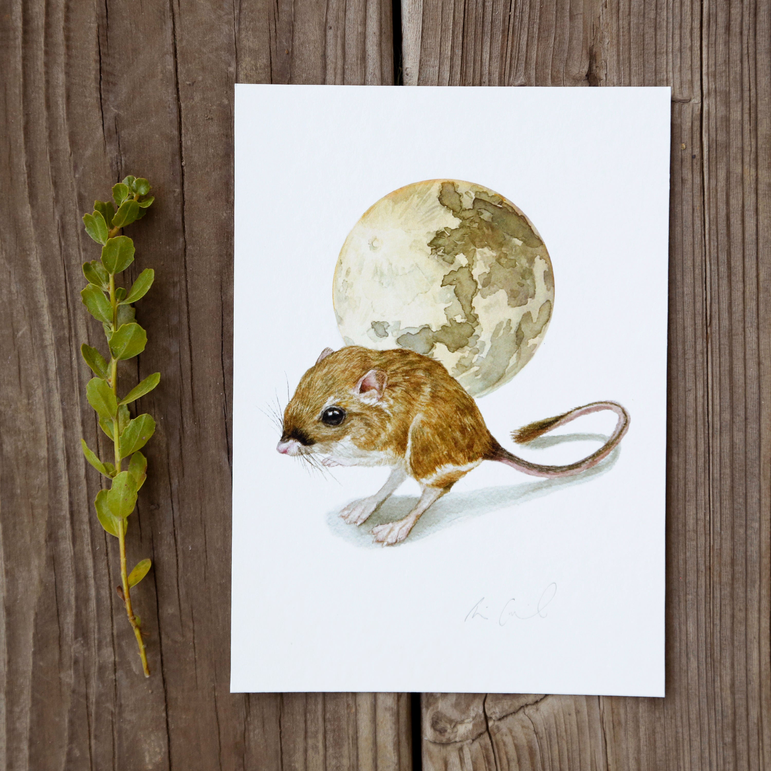 Tipton's Kangaroo Rat 5x7 Print - Native California Wildlife, Kangaroo Rat Print