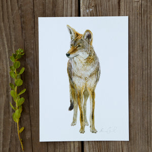 Coyote 5x7 Print - Native California Wildlife, Mammal print, Canine print