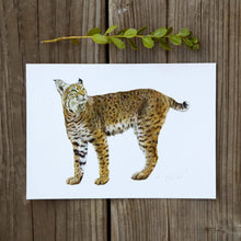 Bobcat 5x7 Print - Native California Wildlife, Mammal print