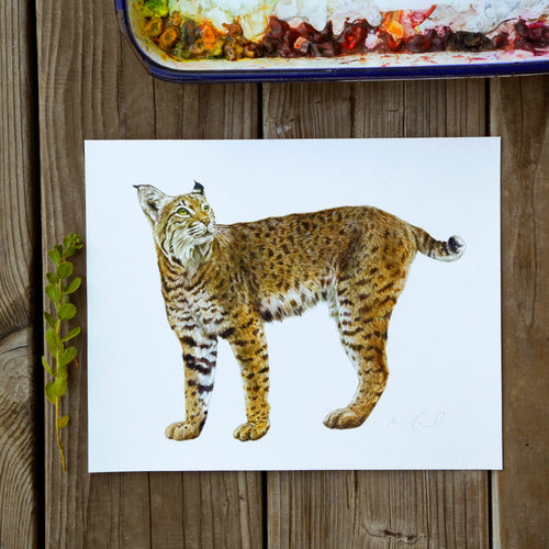 Load image 1 in gallery view. Bobcat 8x10 Print - Native California Wildlife, Mammal print