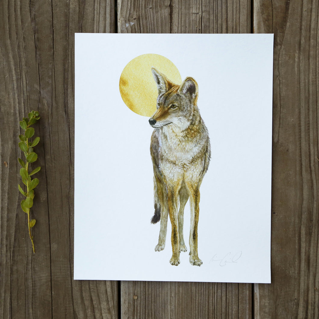 Coyote and Moon 8x10 Print - Native California Wildlife, Mammal print, Canine print
