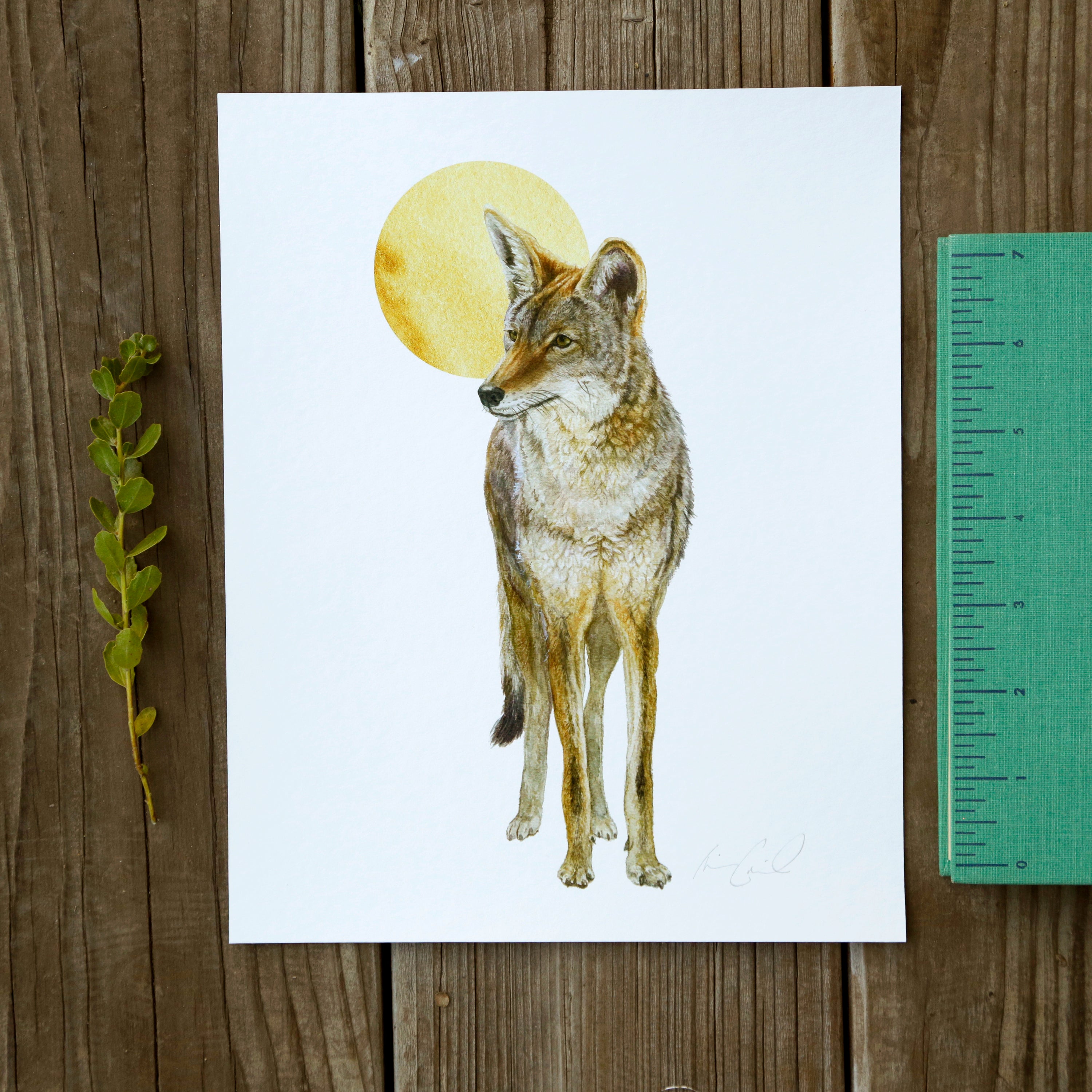 Coyote and Moon 8x10 Print - Native California Wildlife, Mammal print, Canine print