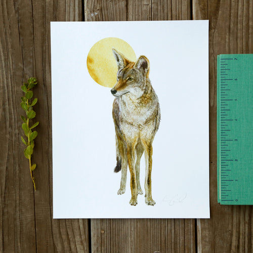 Load image 1 in gallery view. Coyote and Moon 8x10 Print - Native California Wildlife, Mammal print, Canine print