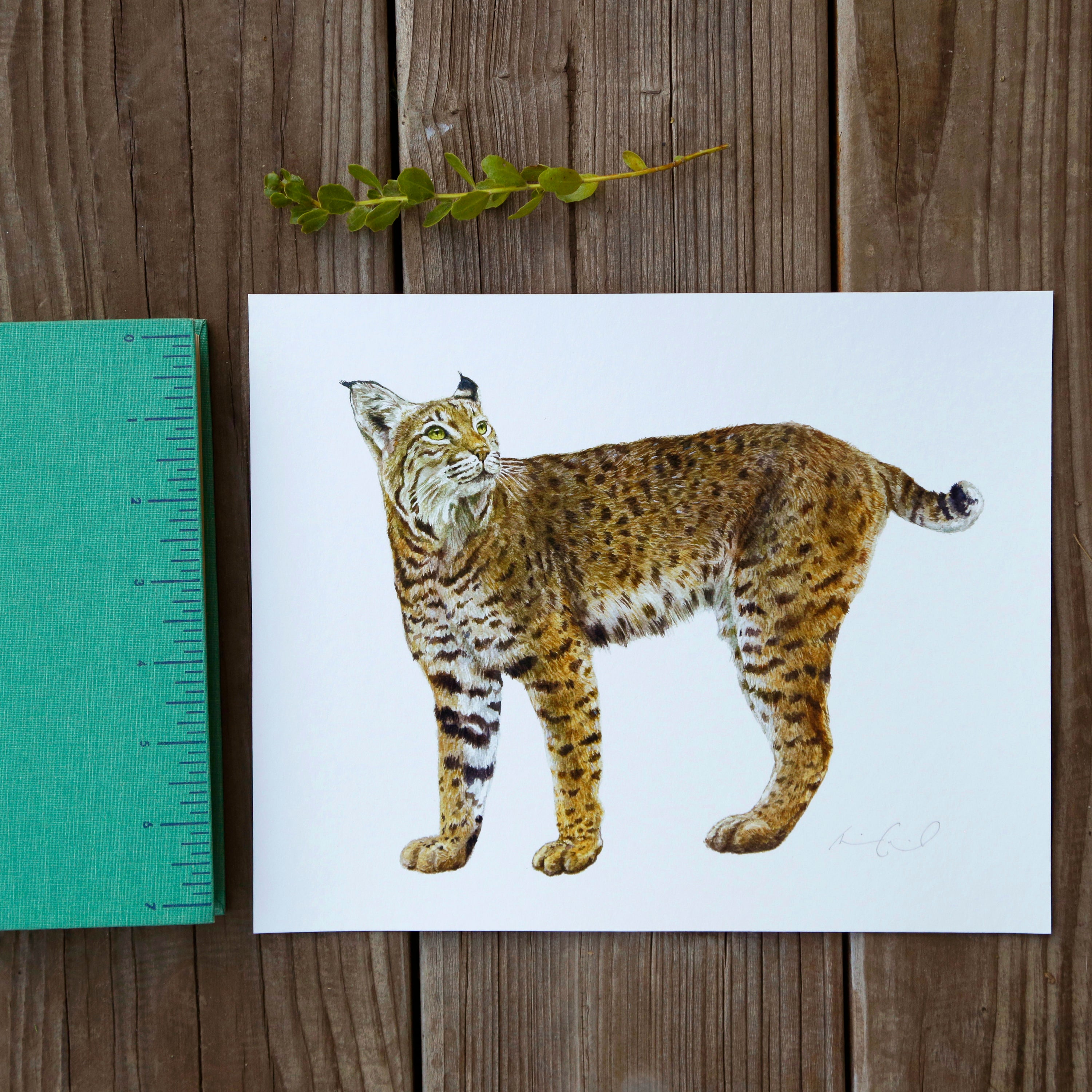 Bobcat 8x10 Print - Native California Wildlife, Mammal print