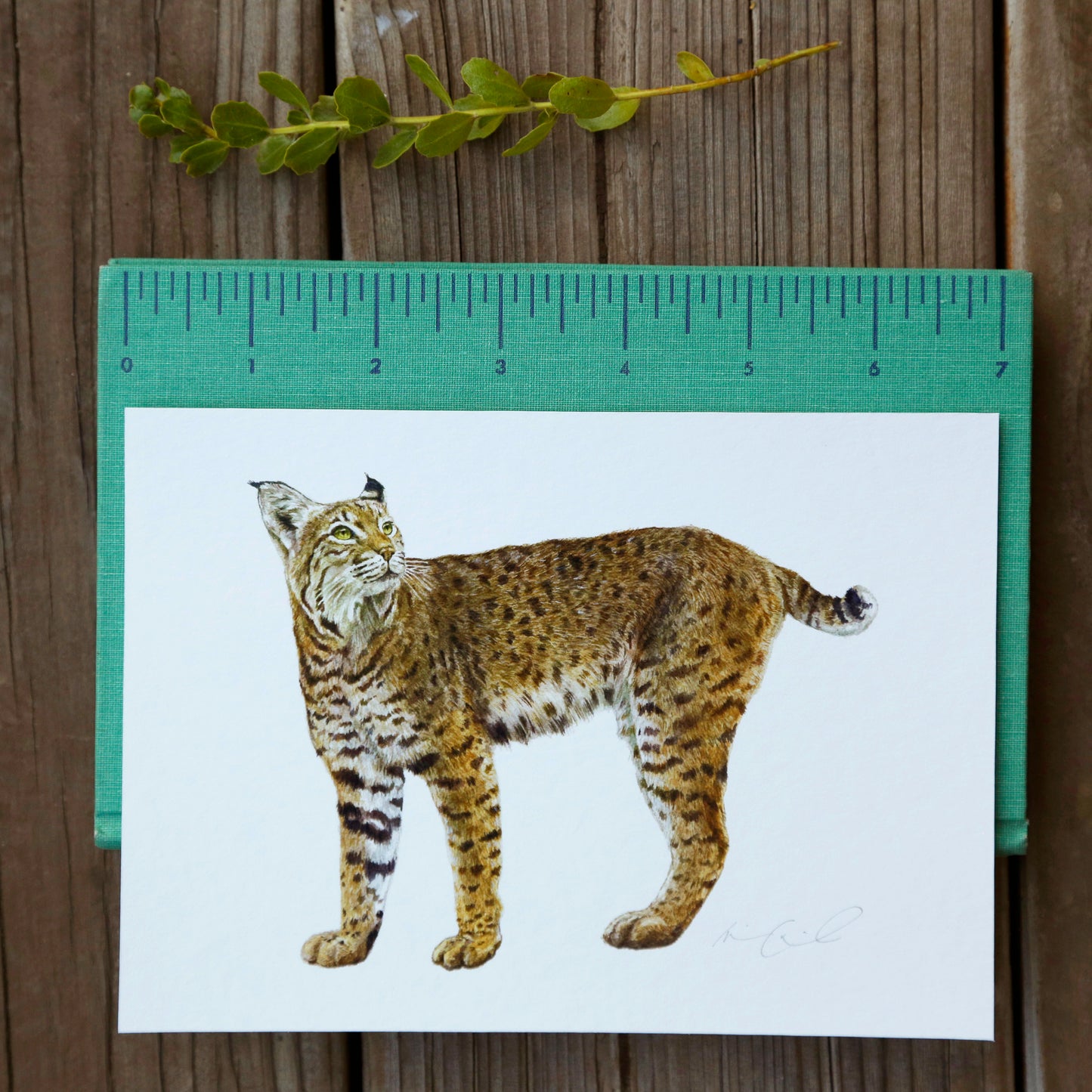 Bobcat 5x7 Print - Native California Wildlife, Mammal print