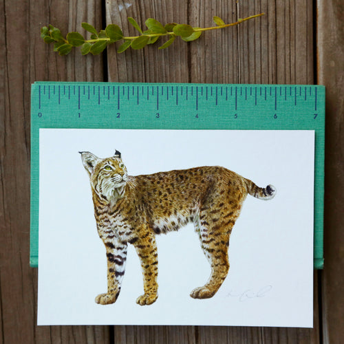 Load image 1 in gallery view. Bobcat 5x7 Print - Native California Wildlife, Mammal print