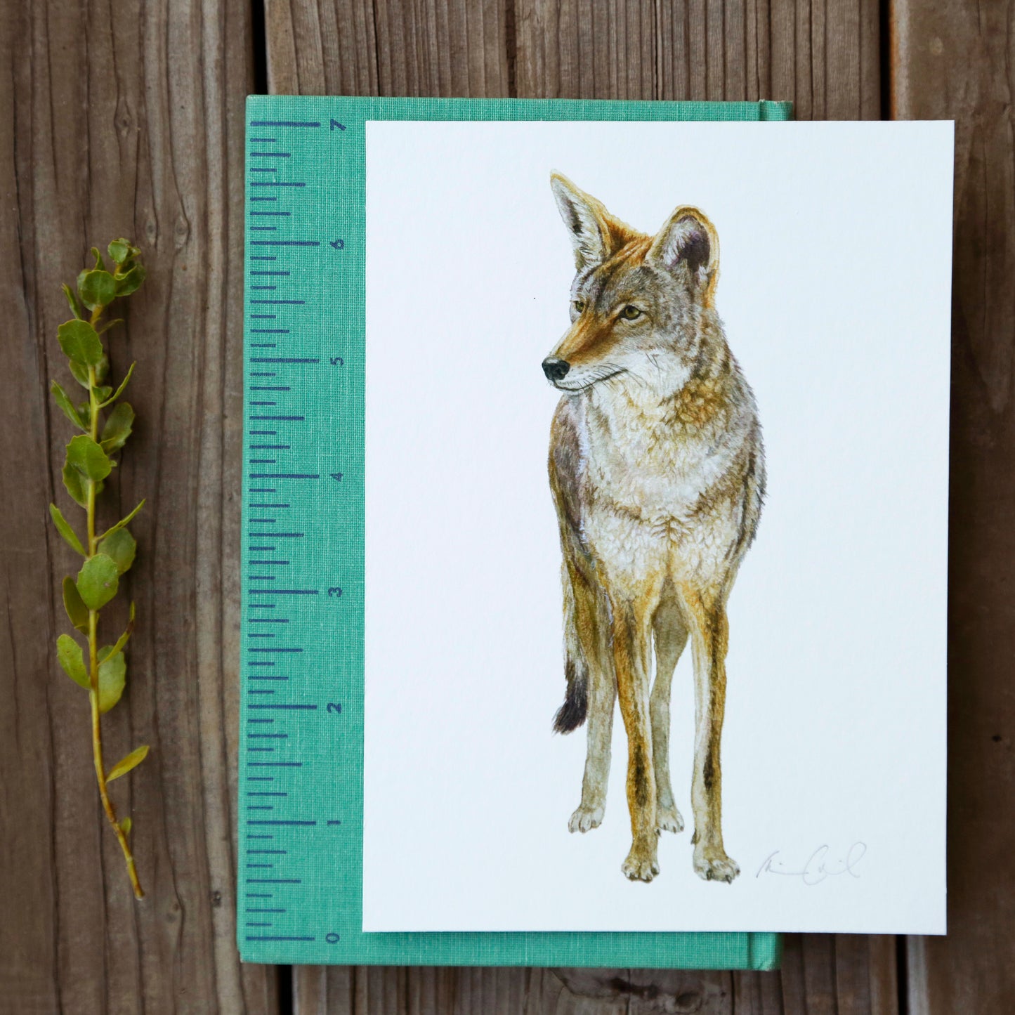 Coyote 5x7 Print - Native California Wildlife, Mammal print, Canine print