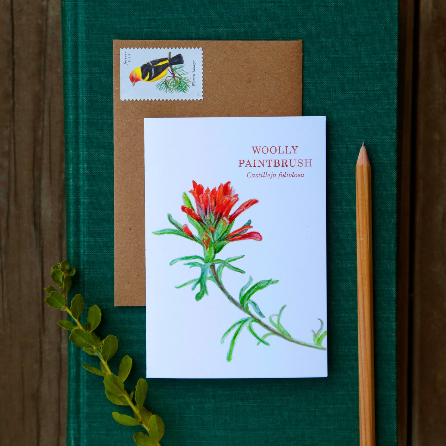 Set of 8 Wildflower Cards - Poppy, Lupine, Larkspur, Indian Paintbrush, Mariposa Lily, Pipevine, Humboldt Lily, Calypso Orchid