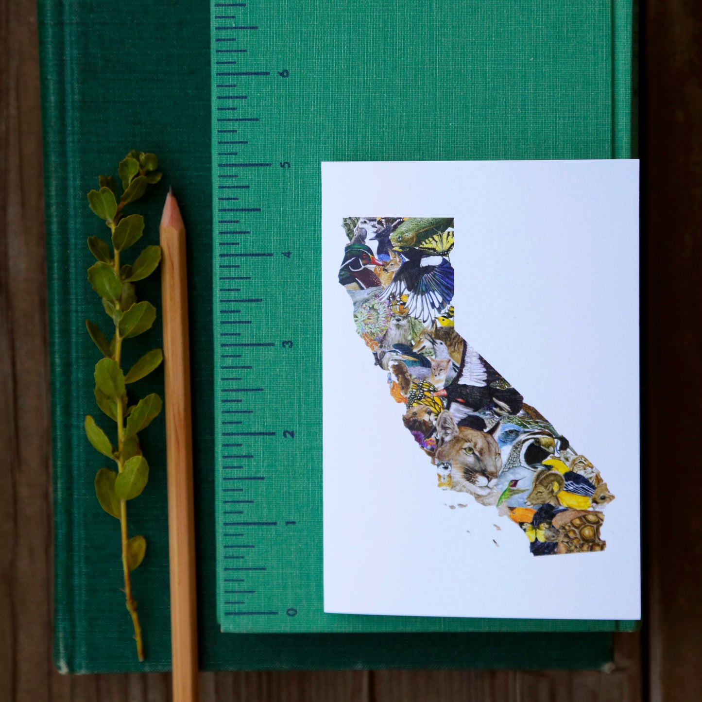 California Wildlife Card - greeting card, animal card
